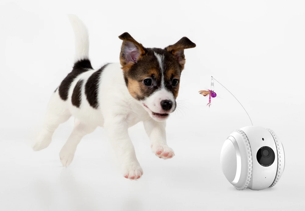 pet camera for cats